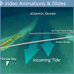 Video Animation and Slides